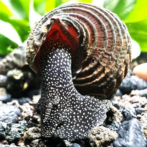 Tylomelania sp. - Gelbe spotted perlhuhnschnecke (5 cm)